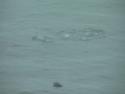 Dolphins jumping while feeding. Stock Footage 108414412