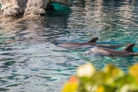 Dolphins in lagoon Stock Photos