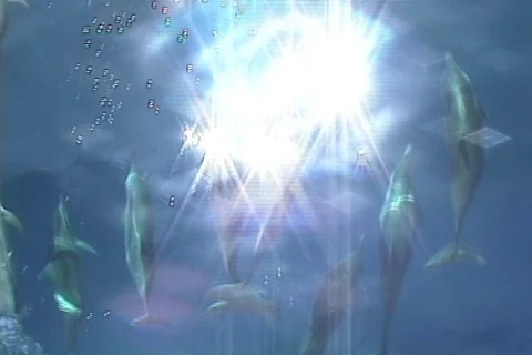 Dolphins with light from surface 2 Stock Footage 148881