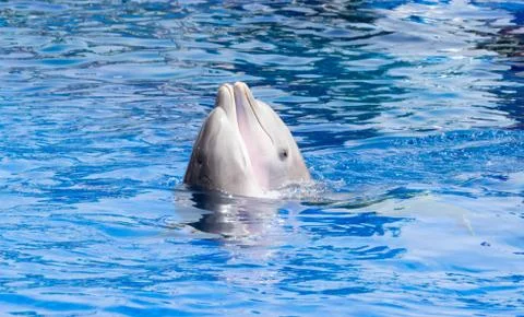 Dolphins in love Stock Photos