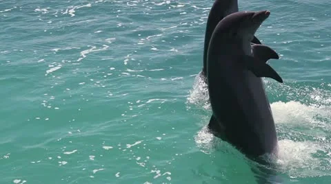 Dolphins marine park Stock Footage 10990412