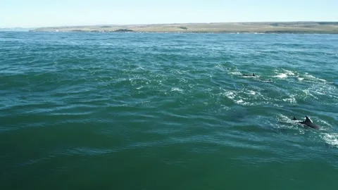 Dolphins massive pod pull back with a drone Stock Footage 155680341