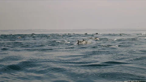 Dolphins Migrating Across Pacific Ocean 4K 48FPS SLO-MO Stock Footage 221190441