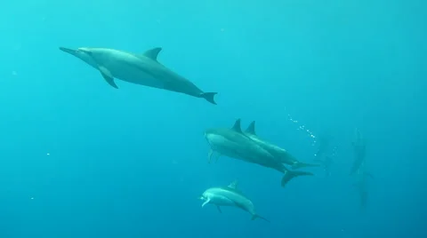 Dolphins moving effortlessly through blue clear water Stock Footage 46893958