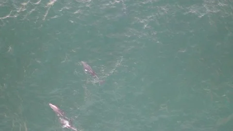 Dolphins in Newport Beach Vídeo Stock 150945425