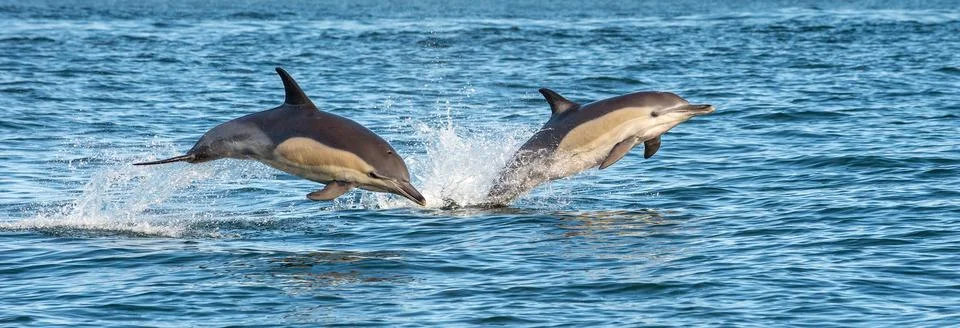 Dolphins in the ocean. Dolphins swim and jumping out of water. The Long-beake Stock Photos