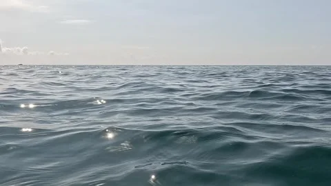 Dolphins, Ocean, Florida: A pod of dolphins swimming near shore in Florida. Vidéo 309375335