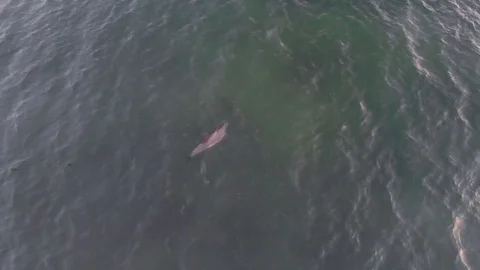 Dolphins In The Ocean Stock Footage 92315107