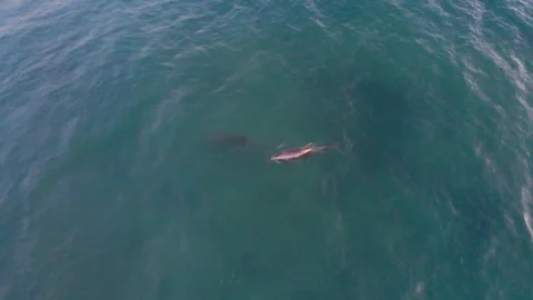 Dolphins In The Ocean Stock Footage 92315427