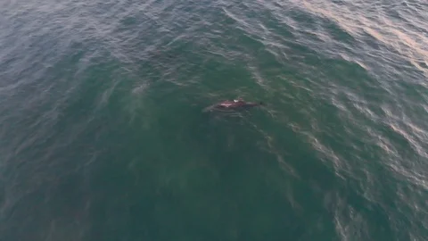 Dolphins In The Ocean Stock Footage 92315477