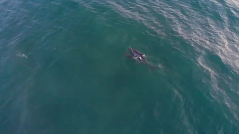 Dolphins In The Ocean Stock Footage 92315613