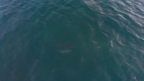 Dolphins In The Ocean Stock Footage 92315758