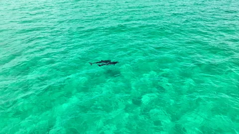 Dolphins in the Ocean Video stock 260861160