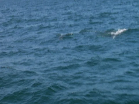 Dolphins in Ocean (Handheld) Stock Footage 98616299
