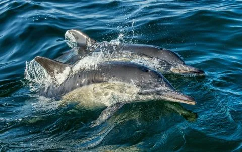 Dolphins in the ocean. Stock Photos