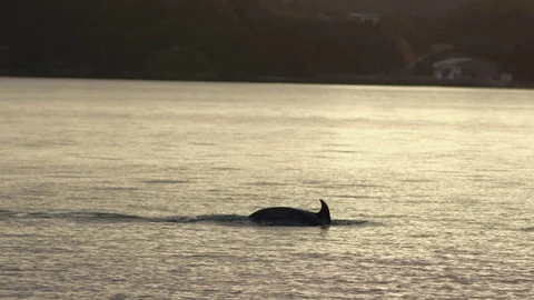 Dolphins Ocean Sunset Vídeos de archivo 82690572
