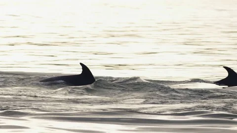 Dolphins in Ocean at Sunset Stock Footage 83526653