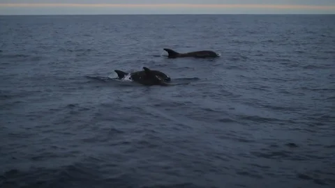 Dolphins in open ocean Stockbeeldmateriaal 108834929