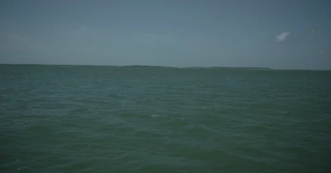 Dolphins in Open Water 4K Vídeos de archivo 84043254