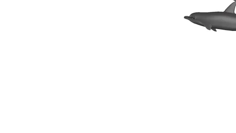 DOLPHINS PASSING BACK LEFT VIEW B Vídeos de archivo 99092733