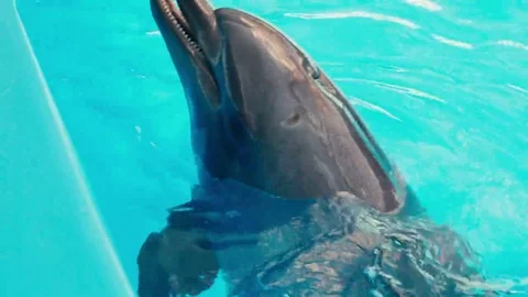 Dolphins perform at the Dolphinarium Stock Footage 69132705