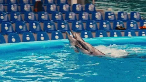 Dolphins perform at the Dolphinarium Stock Footage 69132978