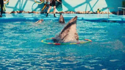 Dolphins perform at the Dolphinarium Stock Footage 69133360