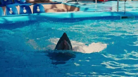 Dolphins perform at the Dolphinarium Stock Footage 69134024