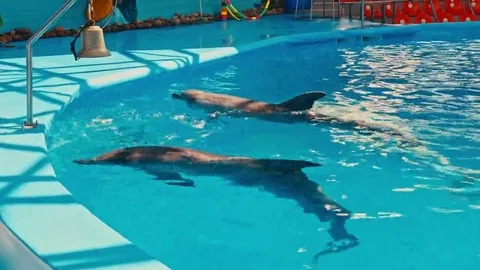 Dolphins perform at the Dolphinarium Видео 69134408