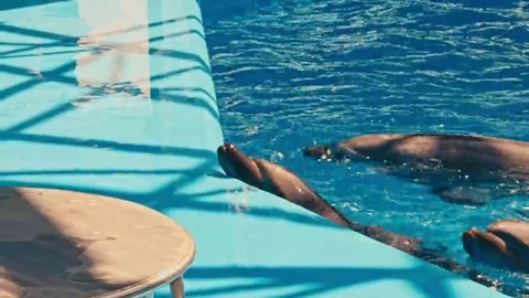 Dolphins perform at the Dolphinarium Stock Footage 69134778