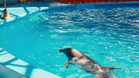 Dolphins perform at the Dolphinarium Stock Footage 69134955