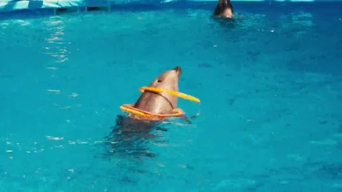 Dolphins perform at the Dolphinarium Stock Footage 69135241