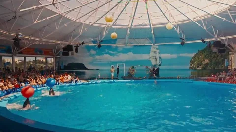 Dolphins perform at the Dolphinarium Stock Footage 69135694