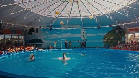 Dolphins perform at the Dolphinarium 스톡 동영상 69135713