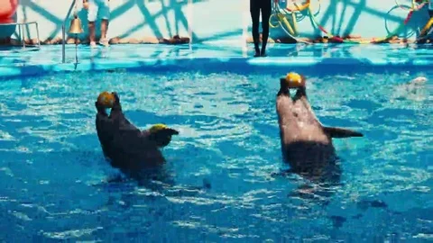 Dolphins perform at the Dolphinarium Video stock 69136071