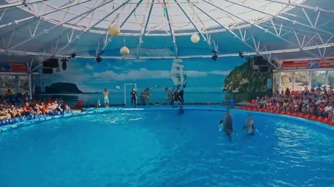Dolphins perform at the Dolphinarium 動画素材 69136459
