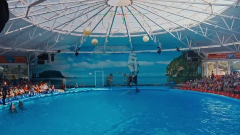 Dolphins perform at the Dolphinarium 스톡 동영상 69136594