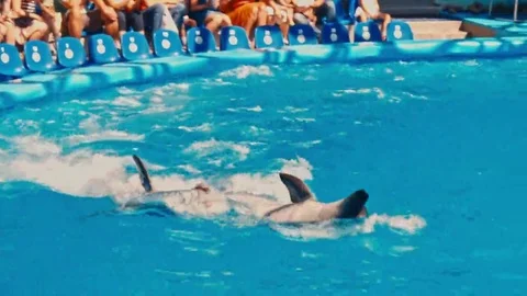 Dolphins perform at the Dolphinarium Stock Footage 69137031