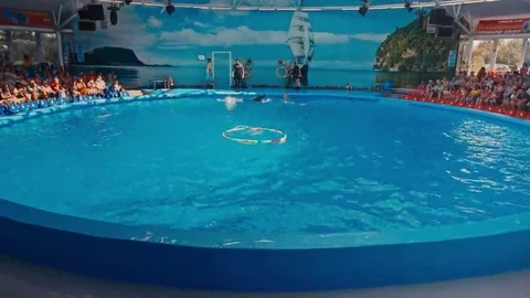 Dolphins perform at the Dolphinarium Stock Footage 69137350