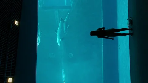 Dolphins that perform evolutions inside the Aquarium of Genoa in vertical 4k Stock Footage 100257238