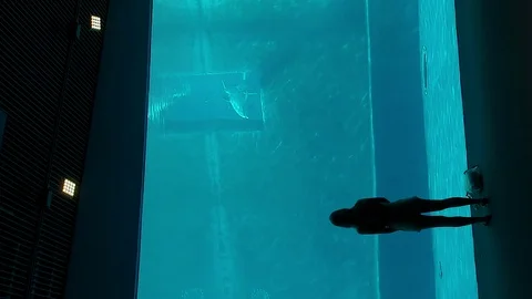 Dolphins that perform evolutions inside the Aquarium of Genoa in vertical 4k Stock Footage 100257301