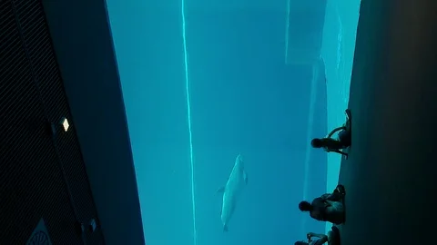 Dolphins that perform evolutions inside the Aquarium of Genoa in vertical 4k Stock Footage 100266227