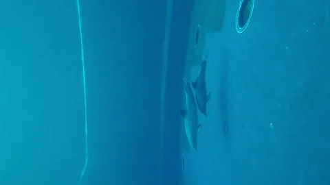 Dolphins that perform evolutions inside the Aquarium of Genoa in vertical 4k Stock Footage 100267504