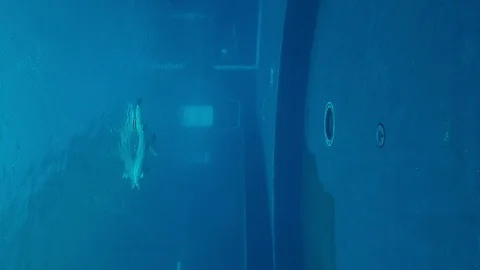 Dolphins that perform evolutions inside the Aquarium of Genoa in vertical 4k Stock Footage 100267740