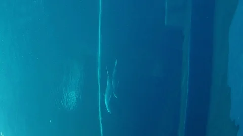 Dolphins that perform evolutions inside the Aquarium of Genoa in vertical 4k Stock Footage 100271136
