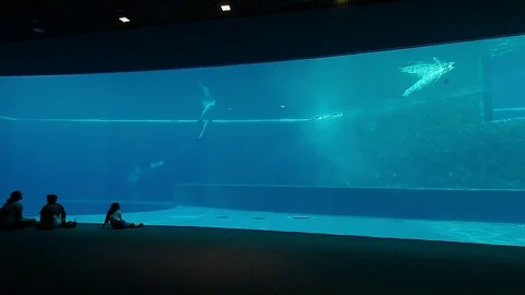 Dolphins that perform evolutions inside a tank of the Acquario di Genova in 4k Stock Footage 100256802