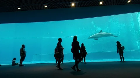 Dolphins that perform evolutions inside a tank of the Acquario di Genova in 4k Stock Footage 100256989