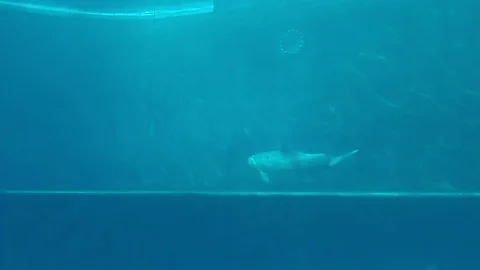 Dolphins that perform evolutions inside a tank of the Acquario di Genova in 4k Stock Footage 100267558
