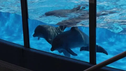 Dolphins Perform Impressive Tricks and Stunts, Show at Dolphin Bay Stock Footage 240314391