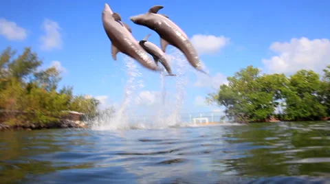 Dolphins performing in lake Stock Footage 57815068